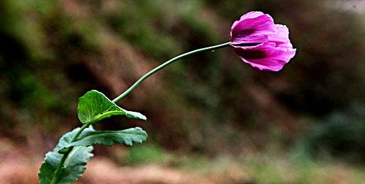 网易公司就《暴雪对国服玩家社区的更新说明》的说明